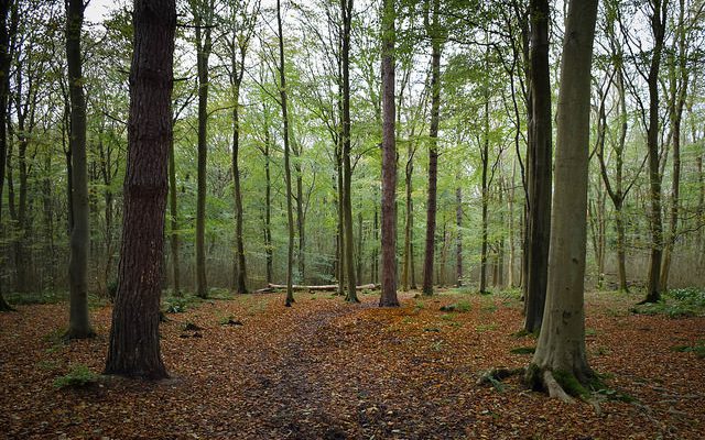 Friston Forest beech trees by Green Explorer (Tom)